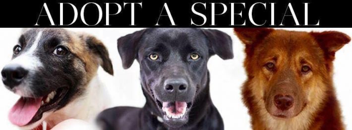 13932882_1179296798799584_6350581437632648319_n